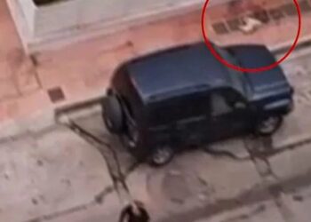 Δραπετσώνα: Λυκόσκυλο κατασπάραξε κανίς μέσα απ’ την αγκαλιά της ιδιοκτήτριας του