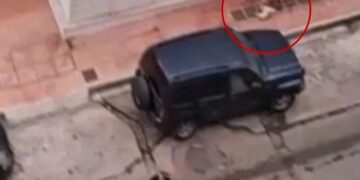 Alldaynews.gr Δραπετσώνα: Λυκόσκυλο κατασπάραξε κανίς μέσα απ’ την αγκαλιά της ιδιοκτήτριας του