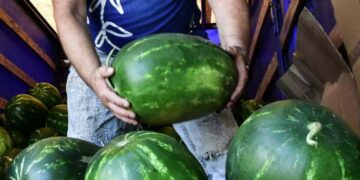 Alldaynews.gr Καταδικάστηκε για ναρκωτικά ενώ ήταν αθώος! Εκείνος καλλιεργούσε καρπούζια