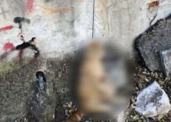 Κτηνωδία στη Δράμα: Κρέμασαν γάτα από τον λαιμό