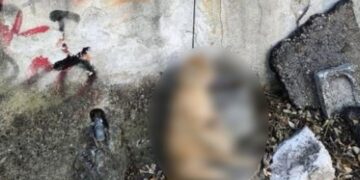 Alldaynews.gr Κτηνωδία στη Δράμα: Κρέμασαν γάτα από τον λαιμό