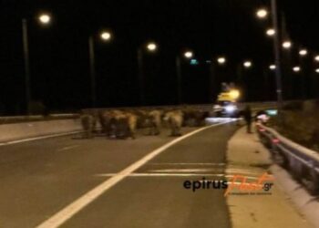 Γέμισε η Εγνατία Αγελάδες-Εκτροπή νταλίκας[photo]