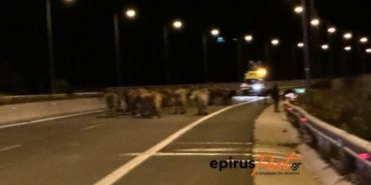 Γέμισε η Εγνατία Αγελάδες-Εκτροπή νταλίκας[photo]