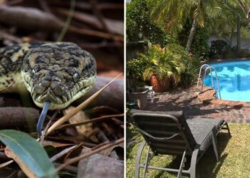 Alldaynews.gr Αυστραλία: Πύθωνας επιτέθηκε σε 5χρονο και το έσυρε σε πισίνα – Πώς σώθηκε (φωτο)