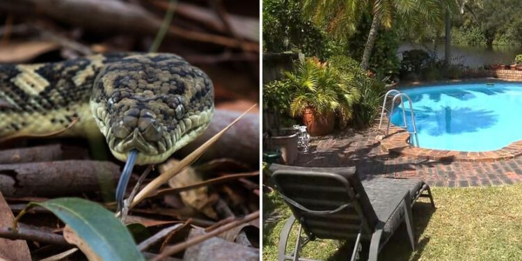 Alldaynews.gr Αυστραλία: Πύθωνας επιτέθηκε σε 5χρονο και το έσυρε σε πισίνα – Πώς σώθηκε (φωτο)