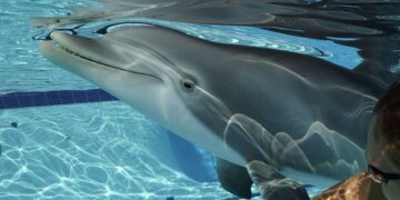 Το κορίτσι που έκανε έρωτα με ένα δελφίνι στο όνομα της επιστήμης[video]