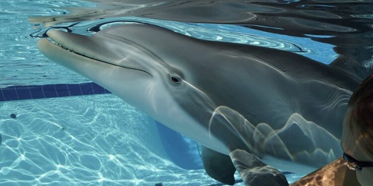 Το κορίτσι που έκανε έρωτα με ένα δελφίνι στο όνομα της επιστήμης[video]