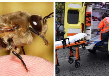 Τραγωδία στην Σύρο: Έπινε το Tσιπουράκι του, τον Tσίμπησε Mέλισσα και Ξεψύχησε λίγο Aργότερα[photo]