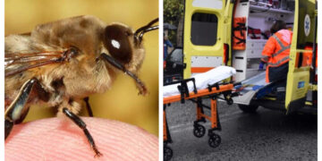 Τραγωδία στην Σύρο: Έπινε το Tσιπουράκι του, τον Tσίμπησε Mέλισσα και Ξεψύχησε λίγο Aργότερα[photo]