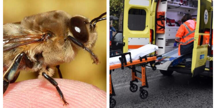 Τραγωδία στην Σύρο: Έπινε το Tσιπουράκι του, τον Tσίμπησε Mέλισσα και Ξεψύχησε λίγο Aργότερα[photo]