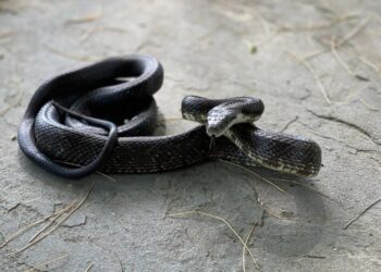 Φίδι επιτέθηκε σε 8χρονο-Το παιδί δάγκωσε το ερπετό δυο φορές και το σκότωσε