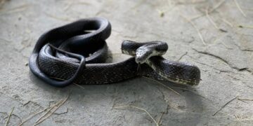 Alldaynews.gr Φίδι επιτέθηκε σε 8χρονο-Το παιδί δάγκωσε το ερπετό δυο φορές και το σκότωσε