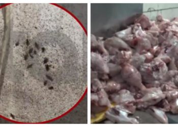 Εικόνες ντροπής: «Αποικίες» κατσαρίδων σε κρεοπωλεία της Αθήνας![video]