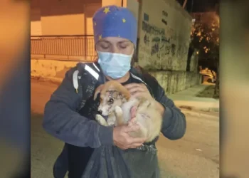 Θεσσαλονίκη: Προκάλεσε εγκαύματα σε κουτάβι και έλεγε «μη στεναχωριέστε, του ρίχνω λεμόνι»