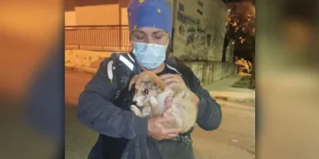 Alldaynews.gr Θεσσαλονίκη: Προκάλεσε εγκαύματα σε κουτάβι και έλεγε «μη στεναχωριέστε, του ρίχνω λεμόνι»