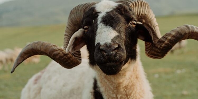 Τραγικός θάνατος 65χρονου-Τον Σκότωσε Κριάρι