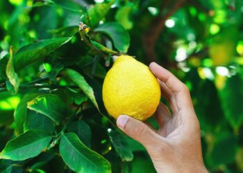 Πήγε να κόψει λεμόνια και καρφώθηκαν τα χέρια του στα κάγκελα