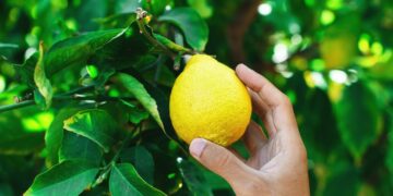 Alldaynews.gr Πήγε να κόψει λεμόνια και καρφώθηκαν τα χέρια του στα κάγκελα