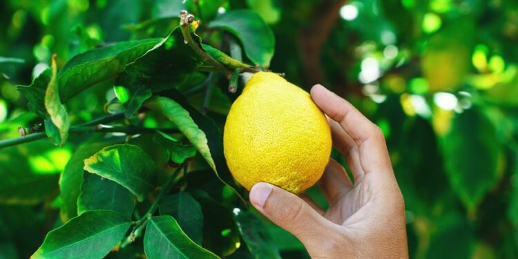 Alldaynews.gr Πήγε να κόψει λεμόνια και καρφώθηκαν τα χέρια του στα κάγκελα