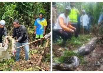 Ινδονησία: 54χρονη εξαφανίστηκε και δύο μέρες μετά βρέθηκε μέσα στο στομάχι πύθωνα[Εικόνες ΣΟΚ]