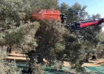 Τρομερή πατέντα στην Κρήτη – Μαζεύουν τις ελιές με… τηλεχειριστήριο