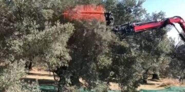 Τρομερή πατέντα στην Κρήτη – Μαζεύουν τις ελιές με… τηλεχειριστήριο