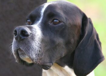 Κυνηγόσκυλο πυροβόλησε και σκότωσε τον 32χρονο ιδιοκτήτη του – Πώς σημειώθηκε η τραγωδία[photos]