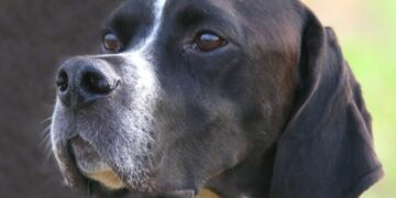 Κυνηγόσκυλο πυροβόλησε και σκότωσε τον 32χρονο ιδιοκτήτη του – Πώς σημειώθηκε η τραγωδία[photos]