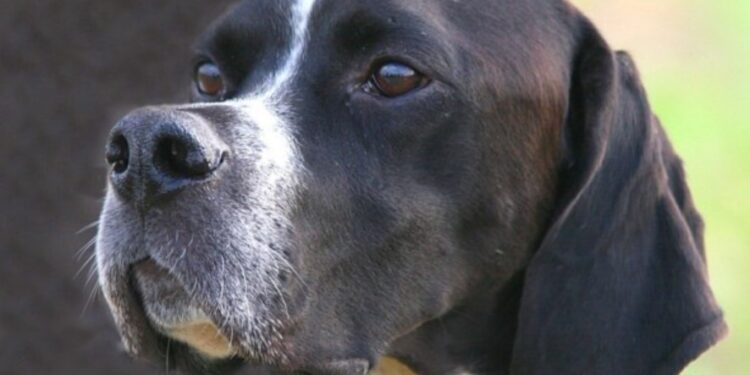 Κυνηγόσκυλο πυροβόλησε και σκότωσε τον 32χρονο ιδιοκτήτη του – Πώς σημειώθηκε η τραγωδία[photos]