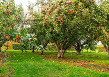 Φρικτό Τέλος για 37χρονο: Τον βρήκαν απαγχονισμένο στο χωράφι