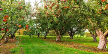 Alldaynews.gr Φρικτό Τέλος για 37χρονο: Τον βρήκαν απαγχονισμένο στο χωράφι