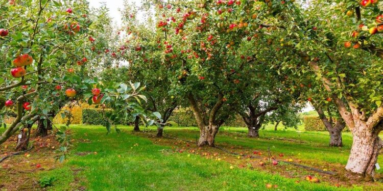 Alldaynews.gr Φρικτό Τέλος για 37χρονο: Τον βρήκαν απαγχονισμένο στο χωράφι