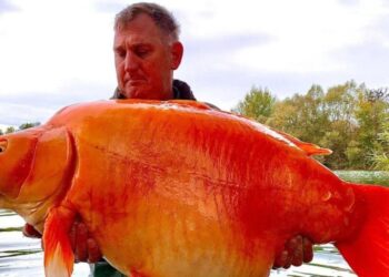 Απίστευτη ψαριά! Έπιασε το μεγαλύτερο χρυσόψαρο βάρους 32 κιλών