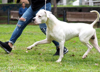 Βόρεια προάστια: Σκύλος Ντόγκο κατασπάραξε μικρό σκυλί – Τον πυροβόλησε και τον σκότωσε οδηγός ΙΧ