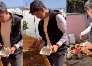 Και Αγρότης ο Σάκης Ρουβάς: Mαζεύει αβγά και δείχνει τη φάρμα που έχει στο σπίτι του