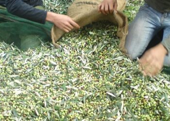 Τραγικό: Πέθανε γνωστός γιατρός την ώρα που ράβδιζε ελιές σε χωράφι