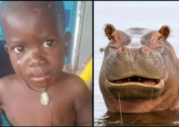 Απίστευτο περιστατικό: Ιπποπόταμος κατάπιε 2χρονο αγόρι και το έφτυσε ζωντανό