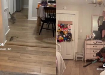 «Ψύχραιμο» ζευγάρι αντιμετωπίζει αρουραίο εισβολέα: Η γυναίκα άρπαξε την καραμπίνα και ο σύζυγος ανέβηκε στο κομοδίνο (video)