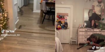 Alldaynews.gr «Ψύχραιμο» ζευγάρι αντιμετωπίζει αρουραίο εισβολέα: Η γυναίκα άρπαξε την καραμπίνα και ο σύζυγος ανέβηκε στο κομοδίνο (video)