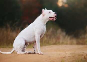 Ντόγκο Αρτζεντίνο