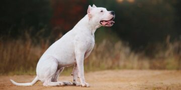 Alldaynews.gr Ντόγκο Αρτζεντίνο