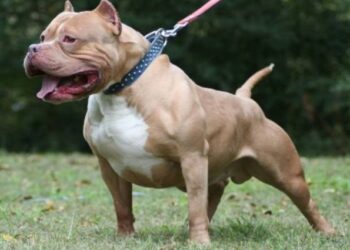 Πάτρα: Εφιάλτης τα κάλαντα για αγοράκι – Δέχθηκε επίθεση από πιτ μπουλ, μεταφέρθηκε στο Καραμανδάνειο