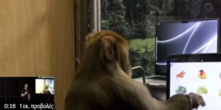 Alldaynews.gr Απίστευτη μαϊμού πληκτρολογεί «τηλεπαθητικά» χρησιμοποιώντας το Neuralink του Elon Musk (video)