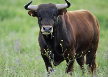 Έκλεψαν 60 κοντέινερ με… σπέρμα ταύρου-Η πιο περίεργη κλοπή