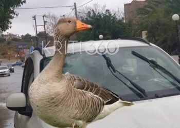 Απίστευτο τροχαίο στην Κρήτη: Χήνα έπεσε… ουρανοκατέβατη στο παρμπρίζ διερχόμενου αυτοκινήτου (video)