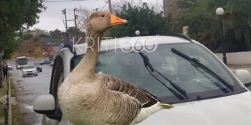 Alldaynews.gr Απίστευτο τροχαίο στην Κρήτη: Χήνα έπεσε… ουρανοκατέβατη στο παρμπρίζ διερχόμενου αυτοκινήτου (video)