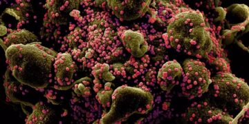 Alldaynews.gr Κορονοϊός: Αυτή είναι η νέα «άκρως μεταδοτική» μετάλλαξη ΧΒΒ.1.5 – Προειδοποίηση ΠΟΥ