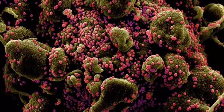 Alldaynews.gr Κορονοϊός: Αυτή είναι η νέα «άκρως μεταδοτική» μετάλλαξη ΧΒΒ.1.5 – Προειδοποίηση ΠΟΥ