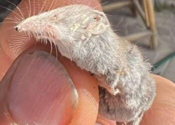 Σπάνιο ενδημικό θηλαστικό βρέθηκε στις Δαφνές της Κρήτης-Δείτε Φωτογραφίες
