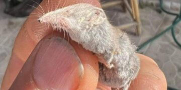 Σπάνιο ενδημικό θηλαστικό βρέθηκε στις Δαφνές της Κρήτης-Δείτε Φωτογραφίες